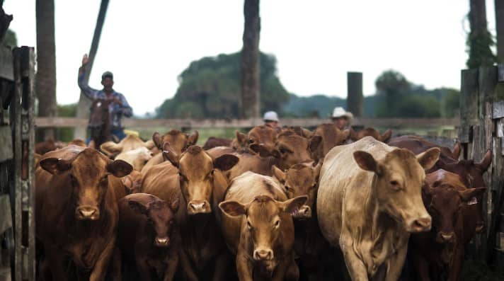 Texas aboga por abrir la frontera al ganado mexicano 'lo antes posible'