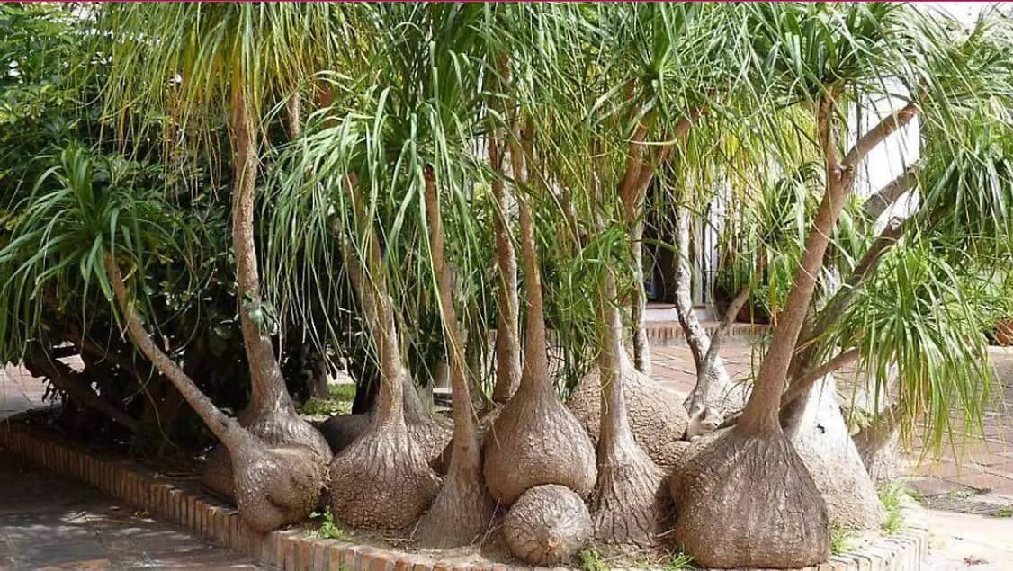 ¿Lo sabías? Es ilegal tener pata de elefante como planta ornamental