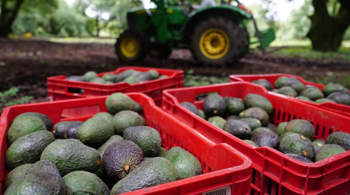 Revelan que CJNG tiene nuevos objetivos en Michoacán: extorsiones a ambientalistas y sector aguacatero