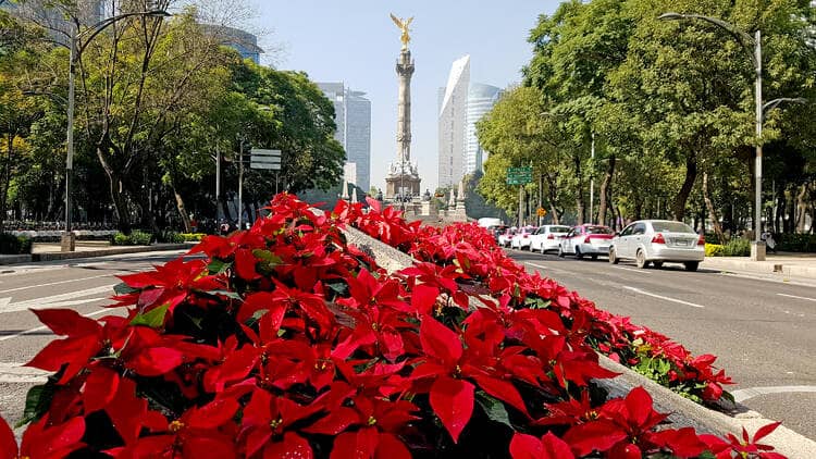 Cuándo inicia la temporada y venta de la flor de nochebuena en México
