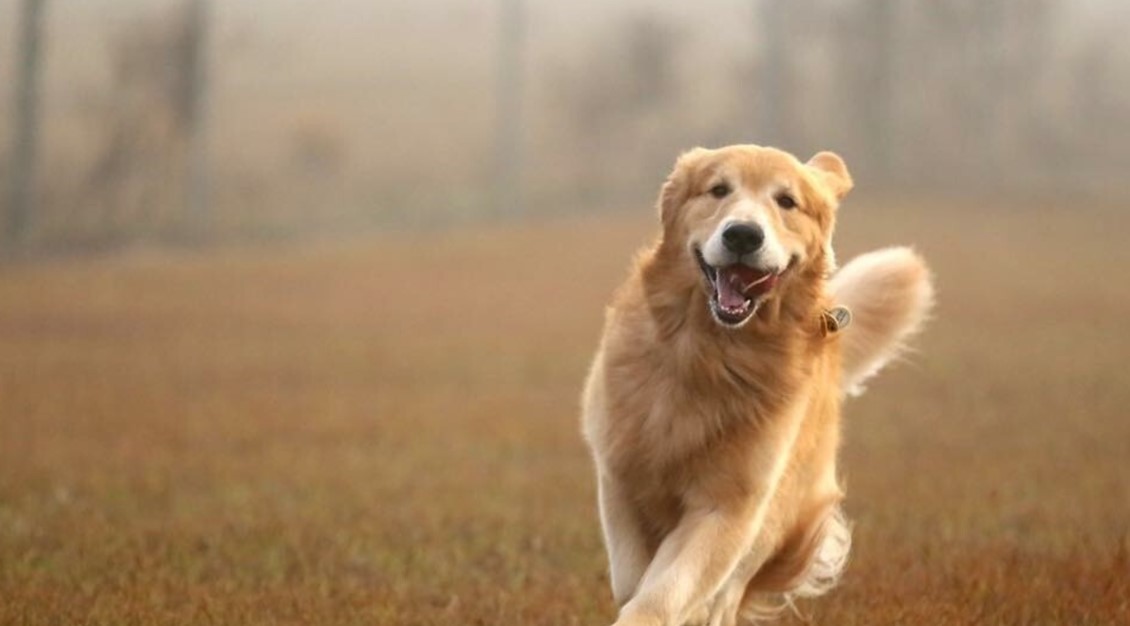 ¿Tu perro es ansioso? Podría compartir contigo ciertos genes, dice la ciencia