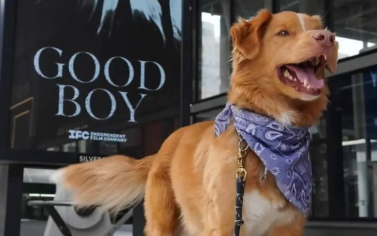 Indy, el perrito de “Good Boy”, hace historia al ser nominado en los Astra Film Awards 2026