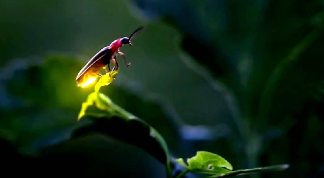 ¿Por qué las luciérnagas están en peligro de extinción? Esto dicen los científicos