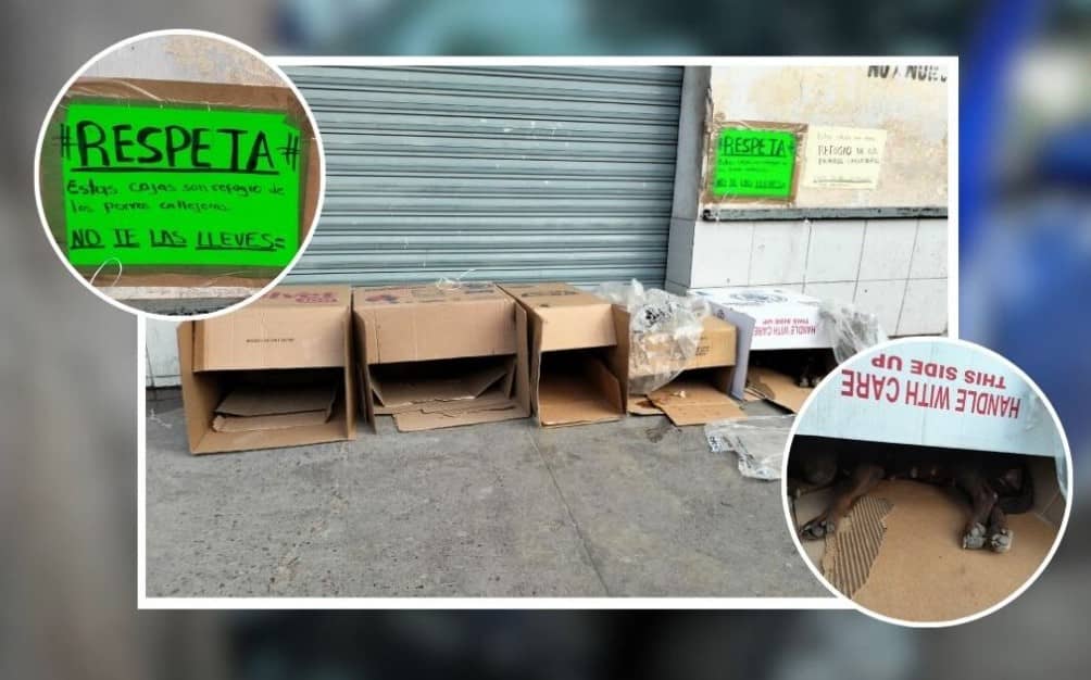 Ola de frío en México: cómo ayudar a los perritos callejeros a sobrevivir las bajas temperaturas