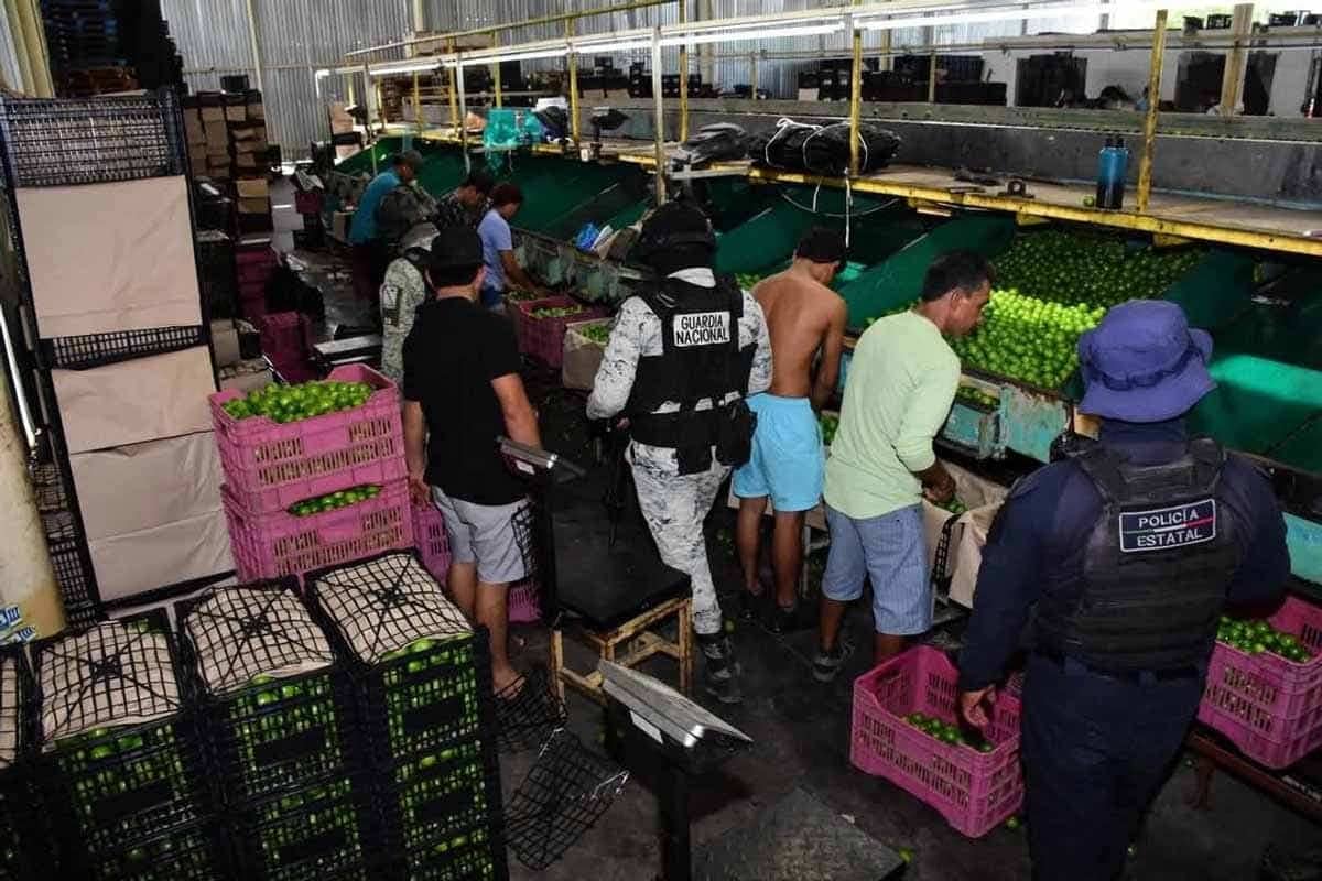 Blindan al limón con el Plan Michocán para combatir la extorsión del crimen organizado a productores que desata aumento de homicidios y frena la actividad económica de la región