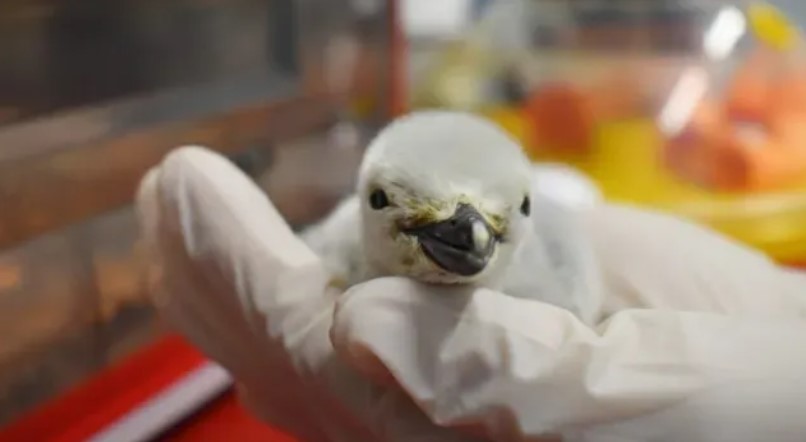 Es mexicano: así es el primer pingüino barbijo nacido en cautiverio en Latinoamérica