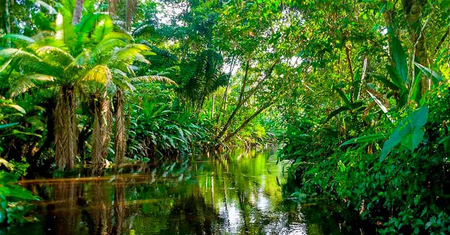 Estudio alerta que un nuevo clima ‘hipertropical’ está surgiendo en la Amazonía, ¿en qué consiste?