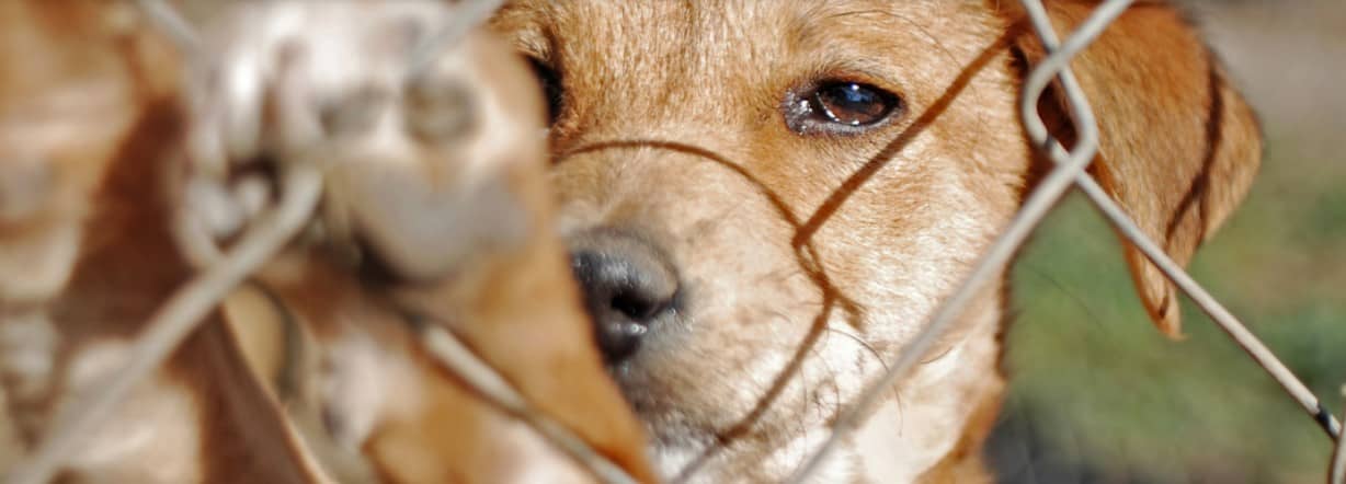 Una mascota, fuente de alegrías… y de gastos