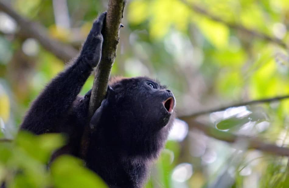 Gusano barrenador provoca muerte de mono saraguato en Chiapas; Semarnat asegura que es el único caso en la especie