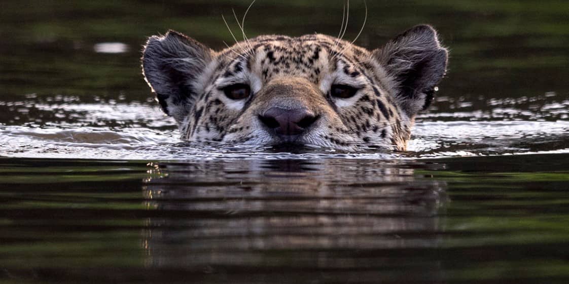 Implementan “estrategias” para la protección del jaguar en el sureste de México