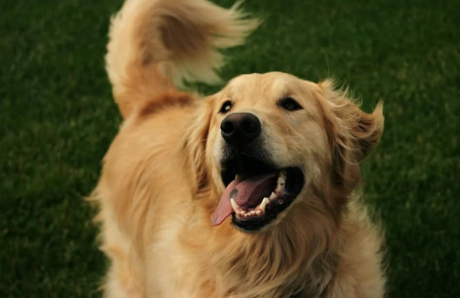 ¿Por qué los perros mueven la cola?