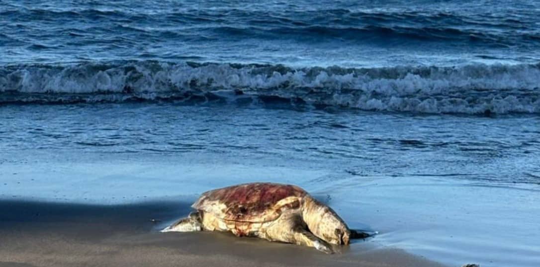 Sheinbaum arremete contra Greenpeace por difundir imagen de derrame en Veracruz en el Golfo de México: “Esa imagen es falsa”