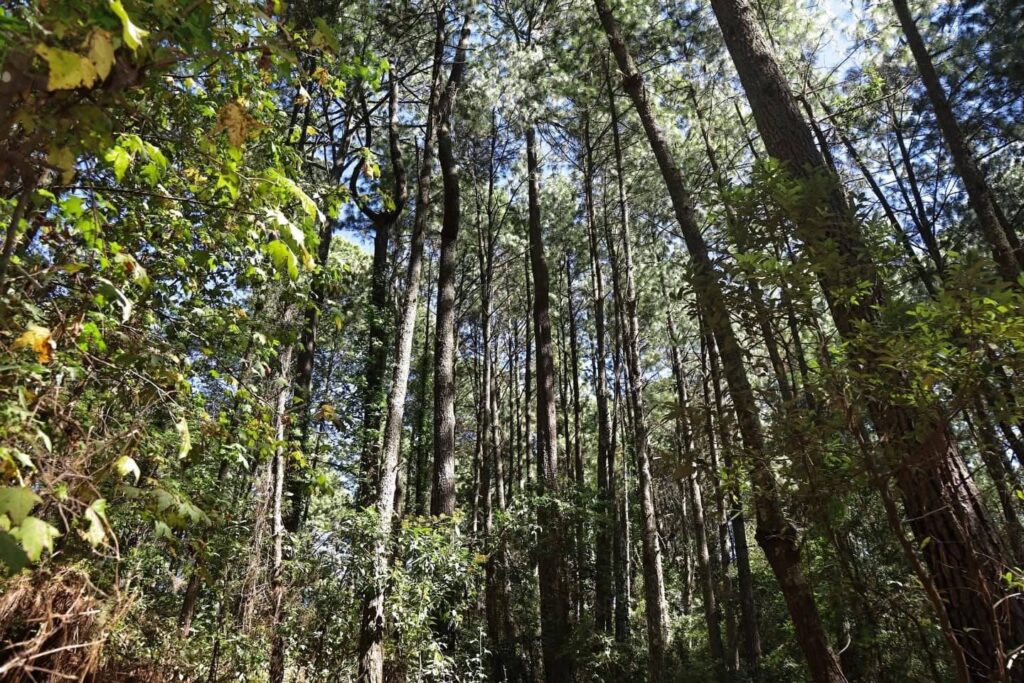 ERA COAPILLA AREA NATURAL PROTEGIDA3 1