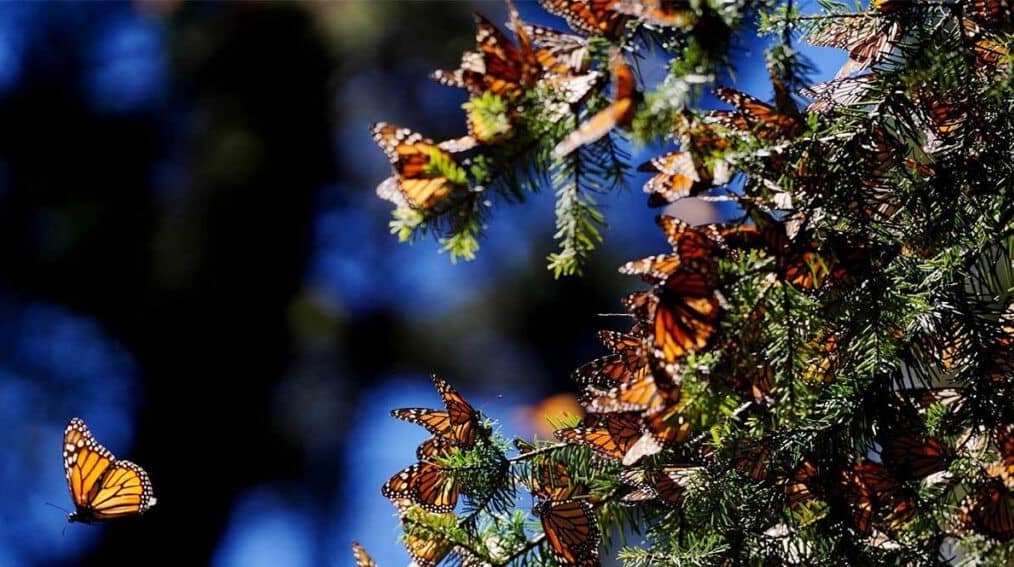 Mariposa monarca ocupa 64% más de superficie de bosque en México en temporada 2025-2026