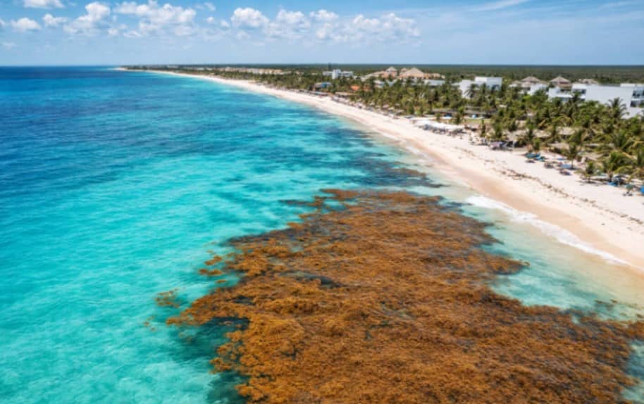 68 playas del Caribe mexicano afectadas por sargazo, Semana Santa 2026 inicia con alertas para turistas