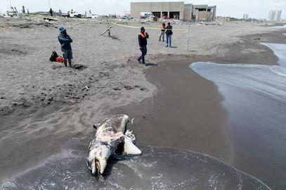 Instruye Presidenta Claudia Sheinbaum investigación; separan a 3 funcionarios de cargo por derrame en Golfo de México