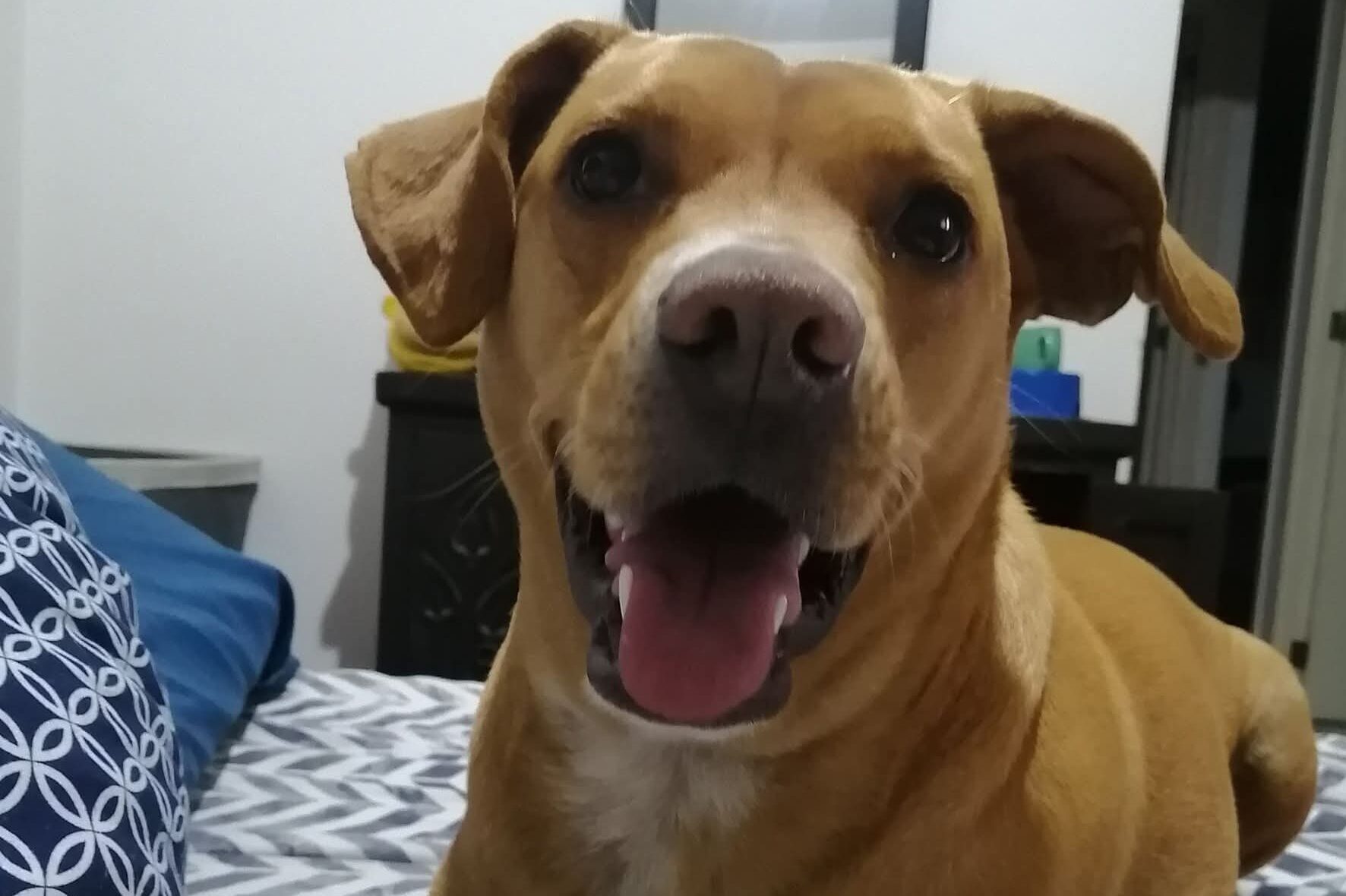 Perrito “Caramelo” es reconocido como raza mexicana; conoce la razón