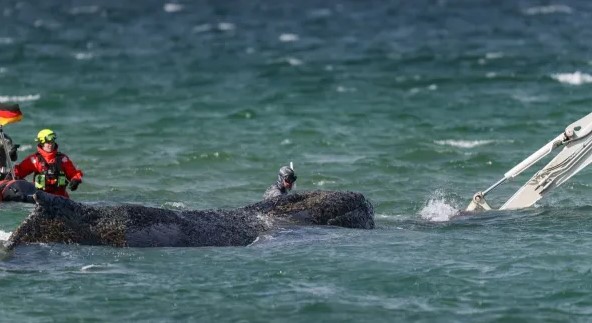Se libera Timmy, la ballena jorobada atrapada en el Báltico