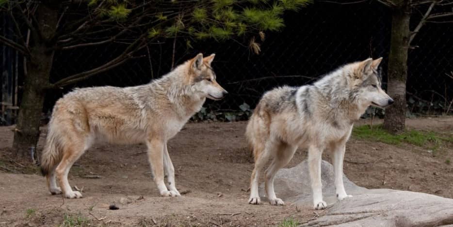 Lobo mexicano en Durango: Cómo será la gran liberación este viernes