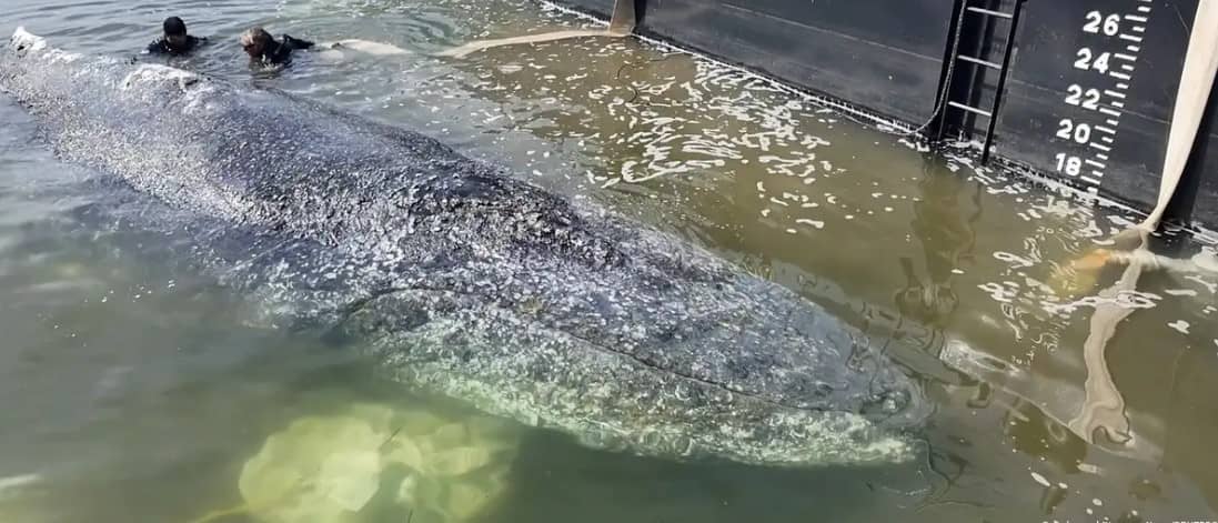 La ballena jorobada "Timmy" logra llegar a barcaza especial