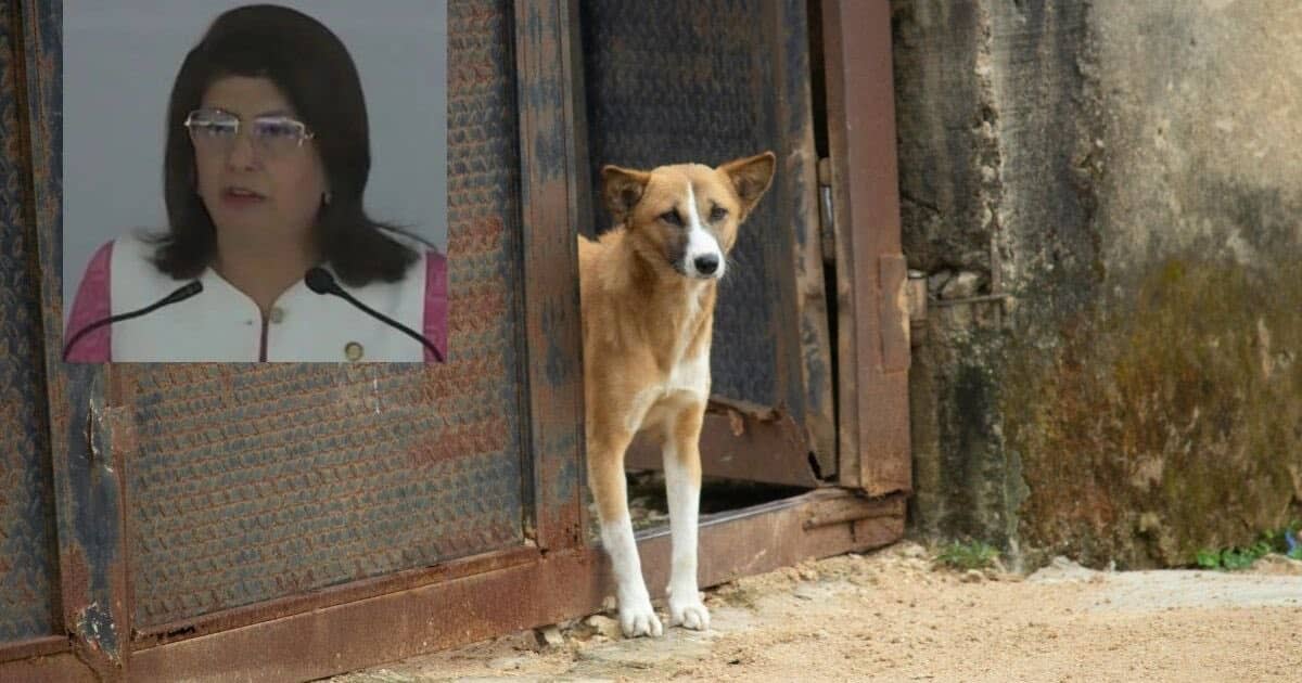 Polémica en México por el sacrificio de más de 10.000 perros entre críticas a su legalidad