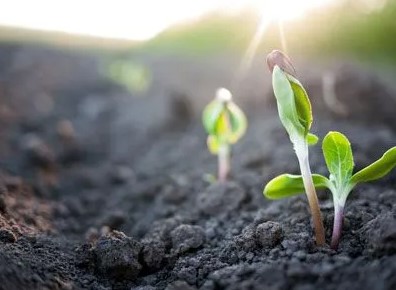Estudio revela que plantas pueden percibir el sonido de la lluvia y germinar más rápido