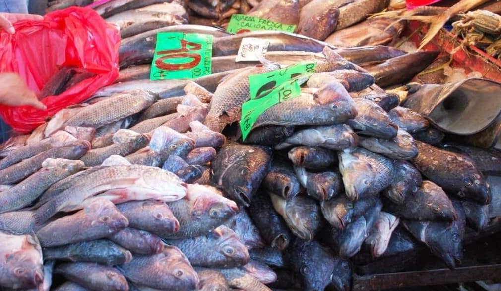 México alcanza 38 % de fraude en venta de pescado y duplica promedio global, según estudio