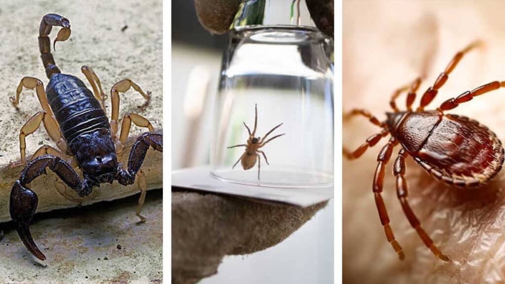 Plagas en temporada de calor: ¿cómo eliminarlas y evitar infestaciones en casa?