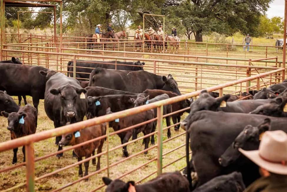EU suspende exportación de ganado a México; detecta nuevos casos de gusano barrenador