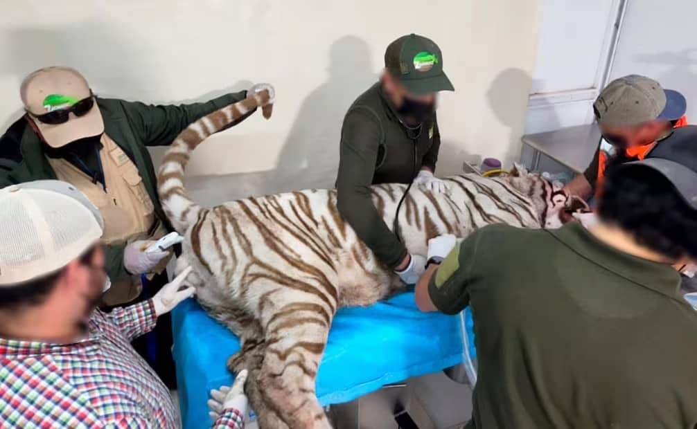 Profepa confirma muerte de tigre de bengala Kenzo; animal atacó al personal , por lo que "repelieron la agresión", explica