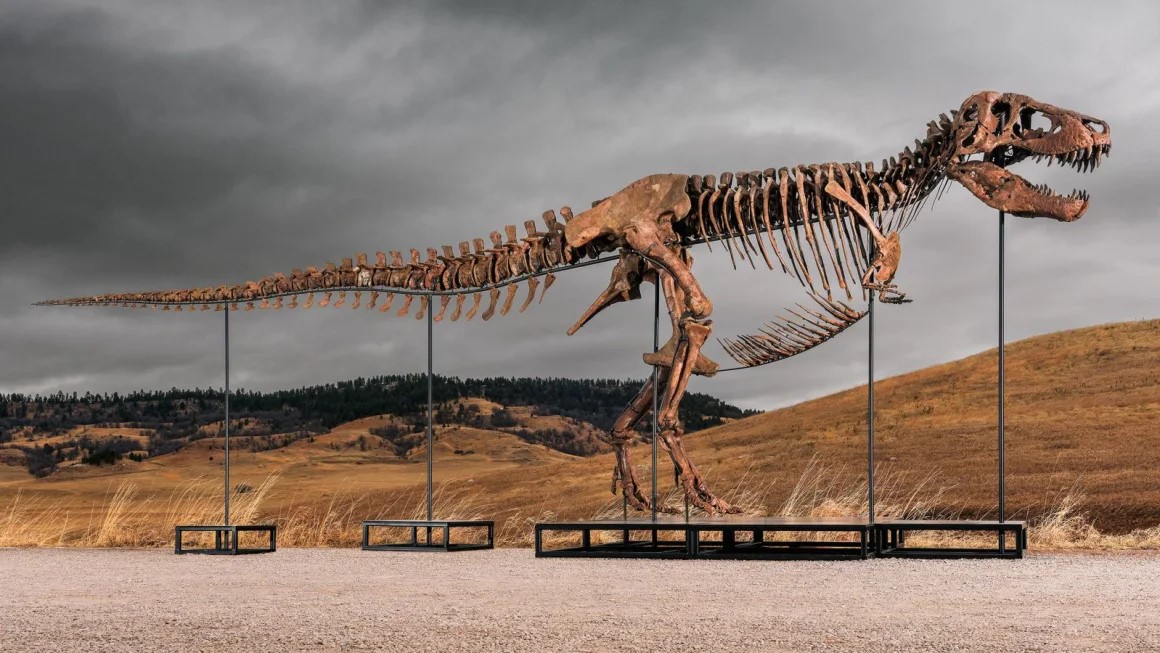 Un enorme T. rex hallado por paleontólogos irá a subasta y preocupa a la comunidad científica