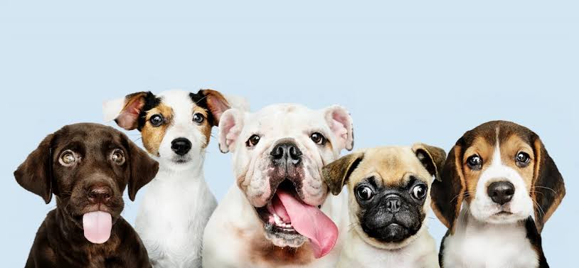 Cuántos perros hay en México? Los datos que debes conocer en el Día Mundial del Perro 2026