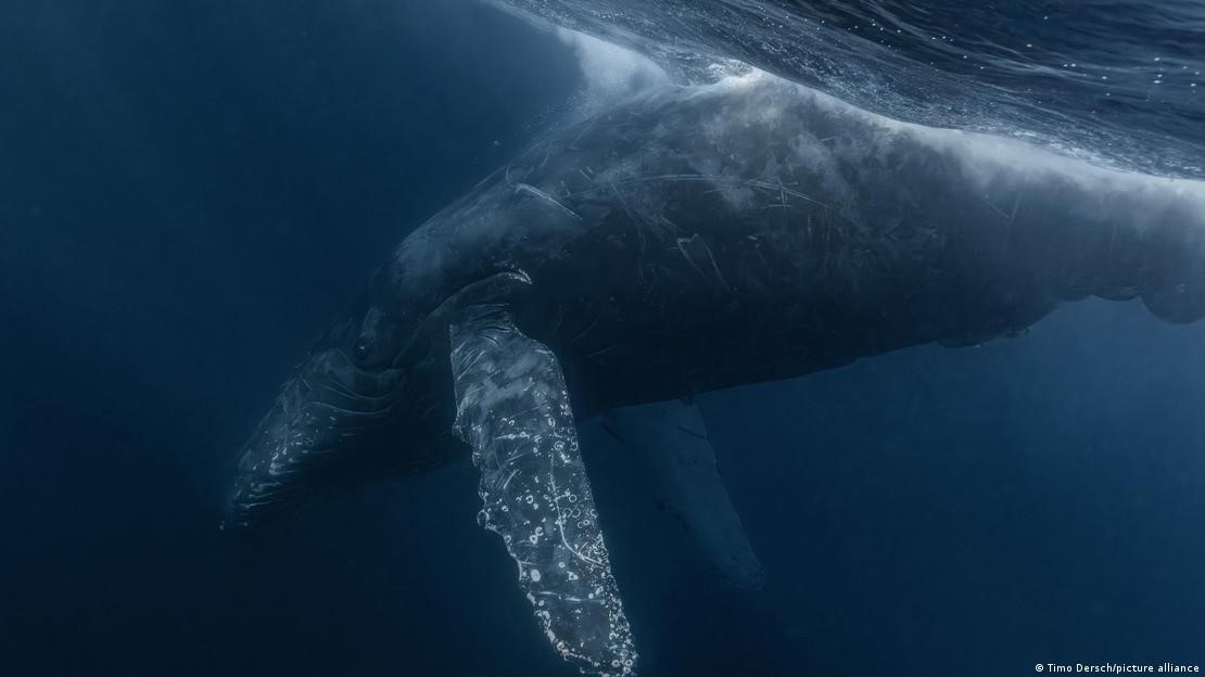 Detectan canto de ballena que iría más rápido que el sonido