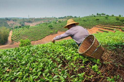 Campo mexicano vende más, pero México compra más comida extranjera