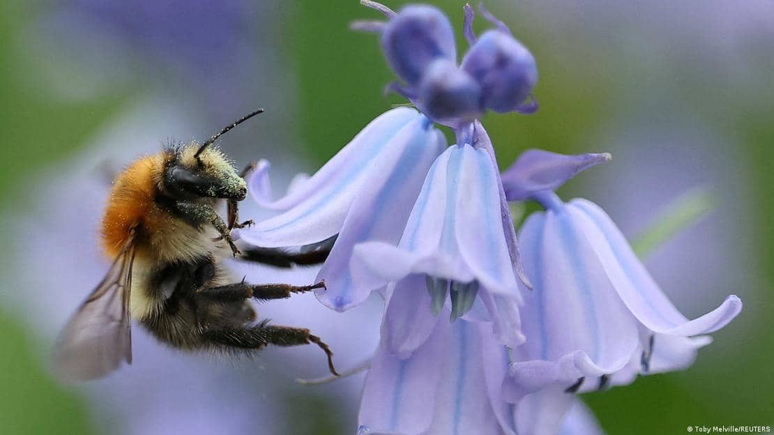 La abeja reina influye en la reproducción de sus hijas