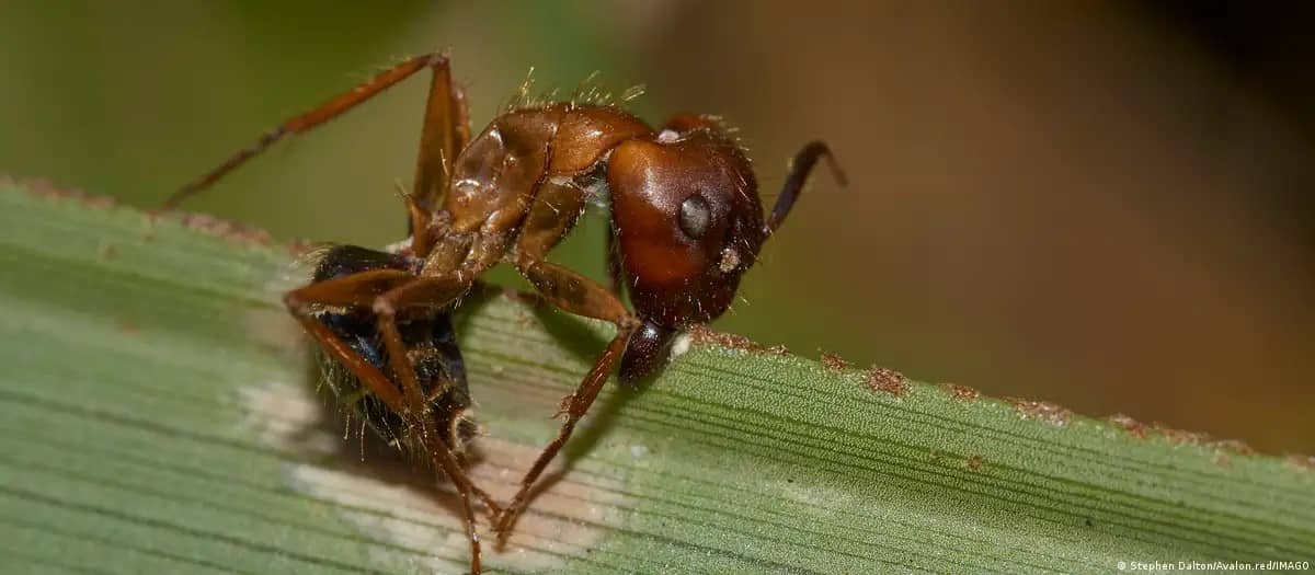En México hallan seis “hongos zombis” que manipulan hormigas