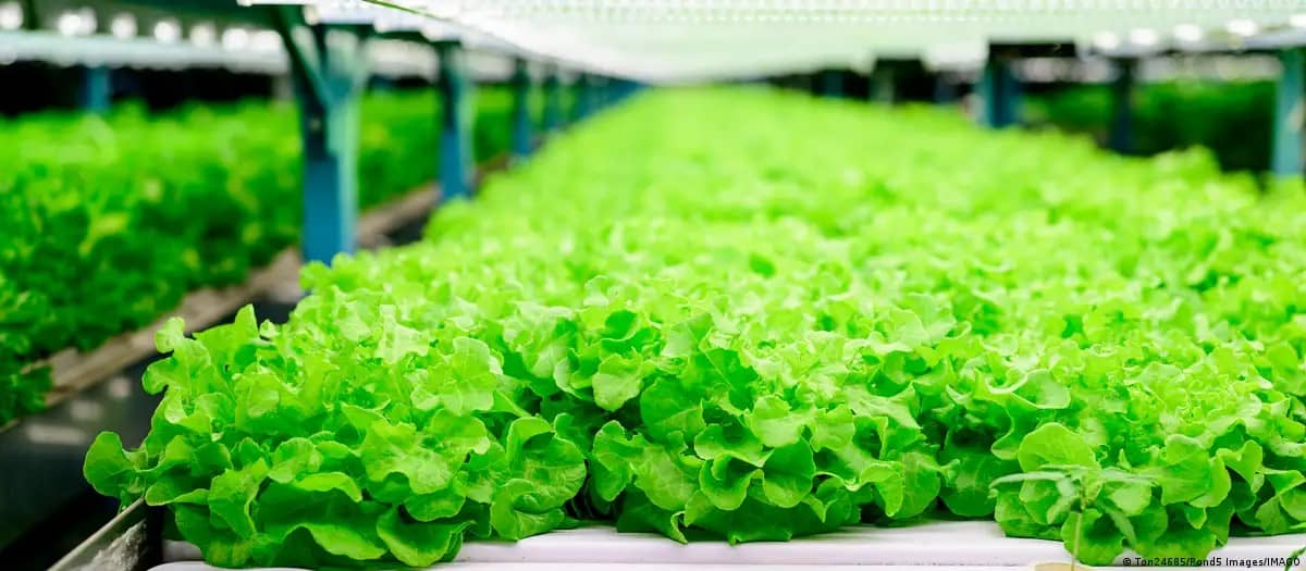 ¿Carne o ensalada? Crean lechuga que produce proteína animal