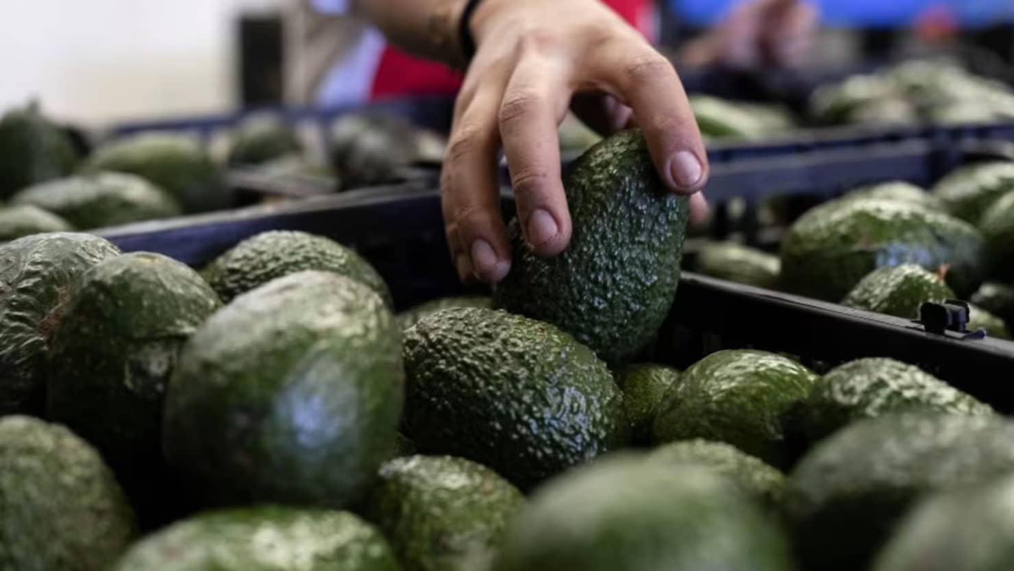 ¿Qué pasa con el aguacate en México?