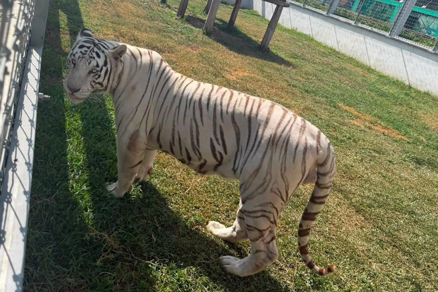 Decomisan cinco inmuebles y 135 animales exóticos en Tamaulipas