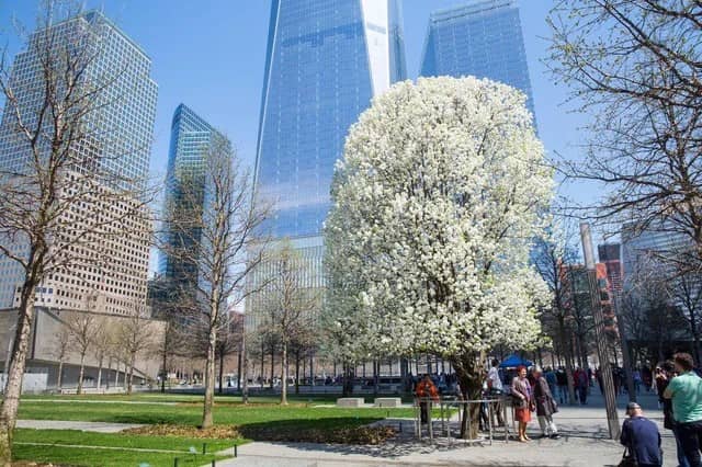 A 25 años del 11-S: El árbol que sobrevivió a los atentados y hoy es símbolo de Nueva York