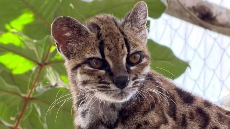 La nueva especie de gato salvaje hallada en Bolivia y de la que solo se conoce un ejemplar