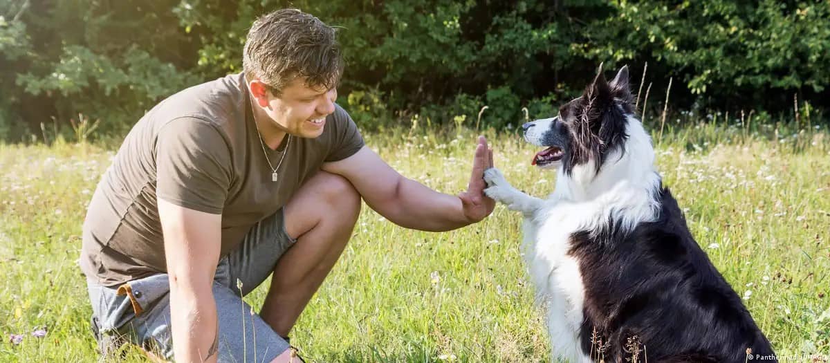 Perros procesan el habla de forma más parecida a los humanos