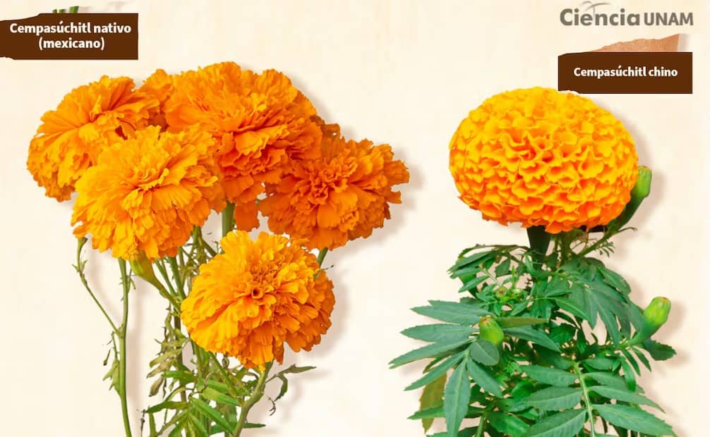 Cempasúchil mexicano o chino: ¿cómo identificar la flor nativa y dónde comprarla este Día de Muertos 2026?