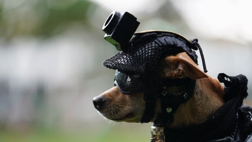 “Comando” es el perro chihuahua y nuevo integrante de la Guardia Nacional que está rompiendo paradigmas
