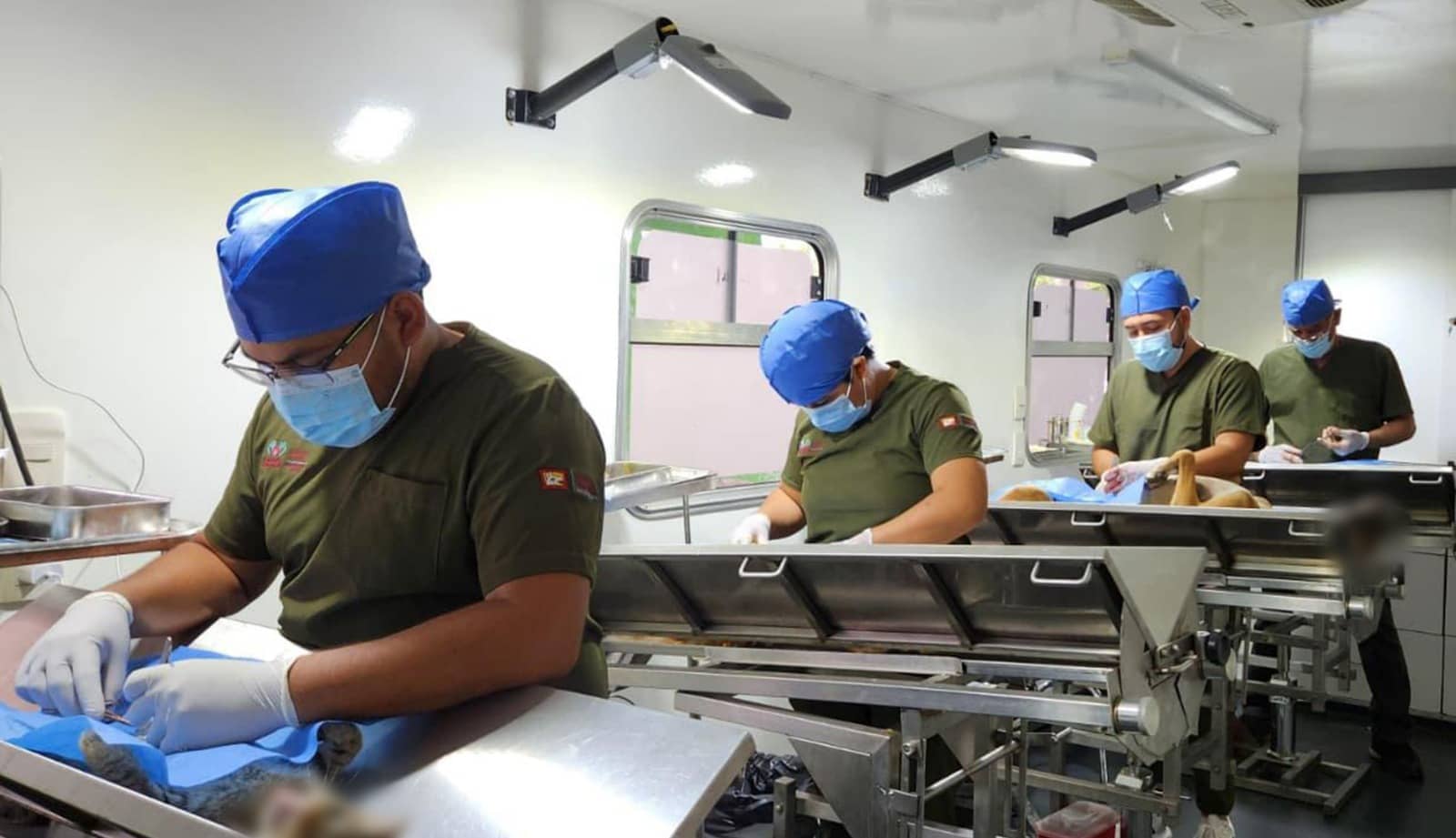 Salud convoca a la Jornada Masiva de Esterilización de perros y gatos
