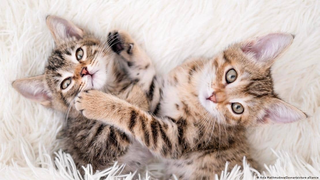 Los países con más gatos son más felices, aunque hay un giro