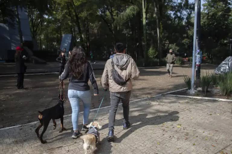 Perros que murieron envenenados en Parque España consumieron insecticida altamente tóxico: Fiscalía de CDMX
