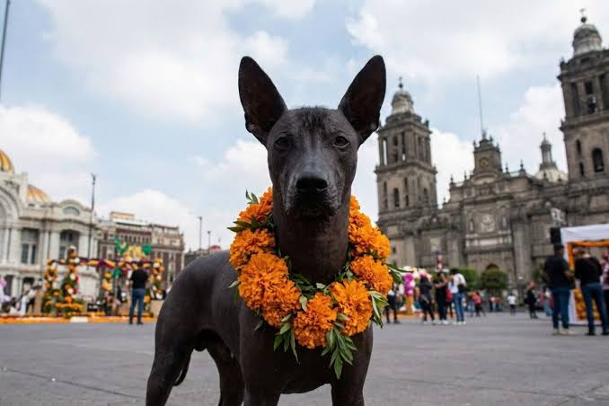 PERRO XOLOITZCUINTLE