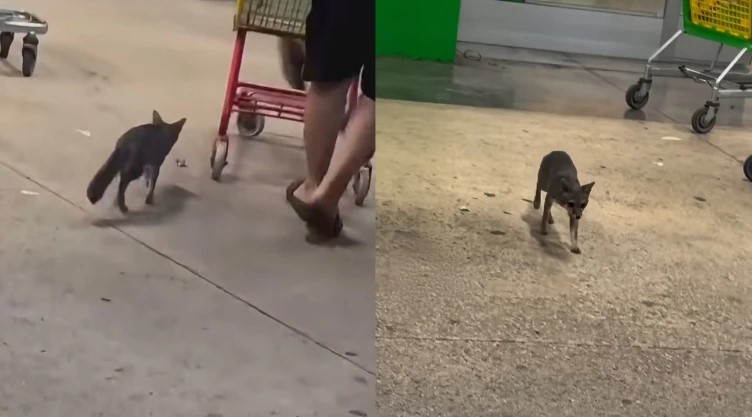 Atrapan a zorra gris con rabia que atacó a niña en Quintana Roo; buscan a otras posibles víctimas