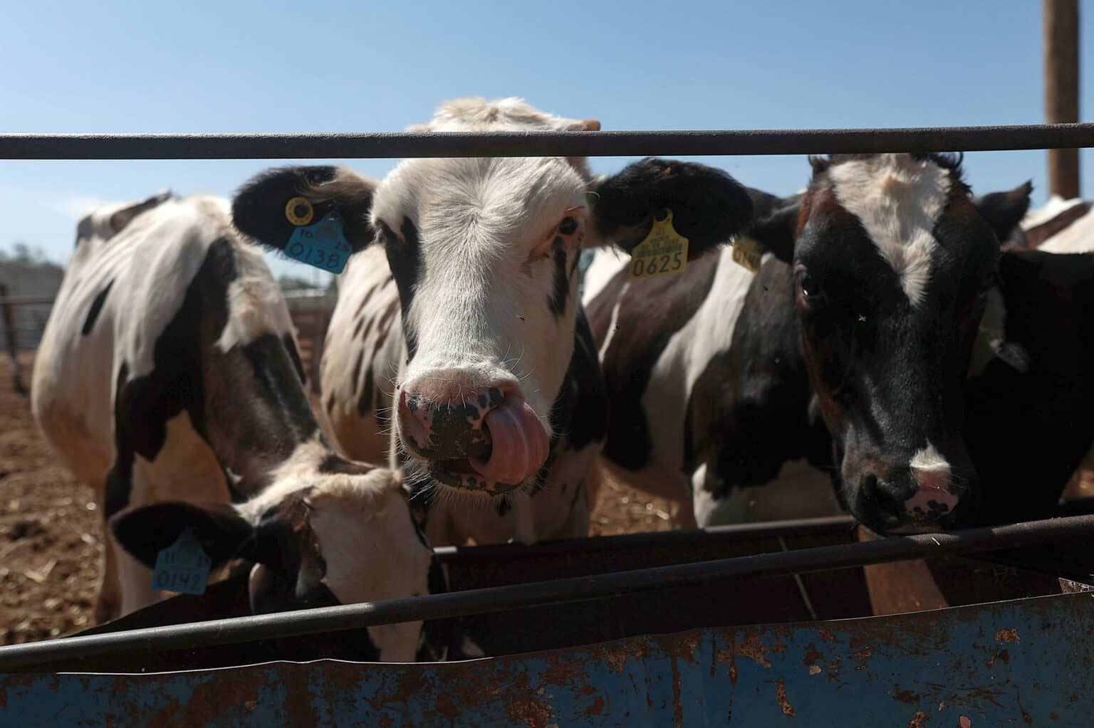 México interrumpe la exportación de ganado desde Sonora a EE.UU. por posible caso de fiebre aftosa